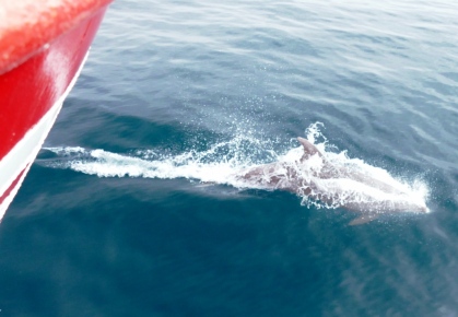 Los delfines mulares se acercaron a saludar