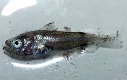 Larva de bacaladilla, Micromesistius poutassou