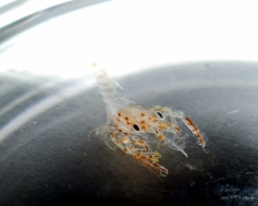 Larva de cigala, Nephrops norvegicus