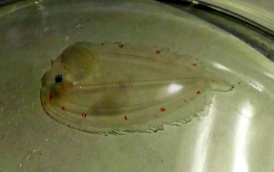 Larva de pleuronectiforme